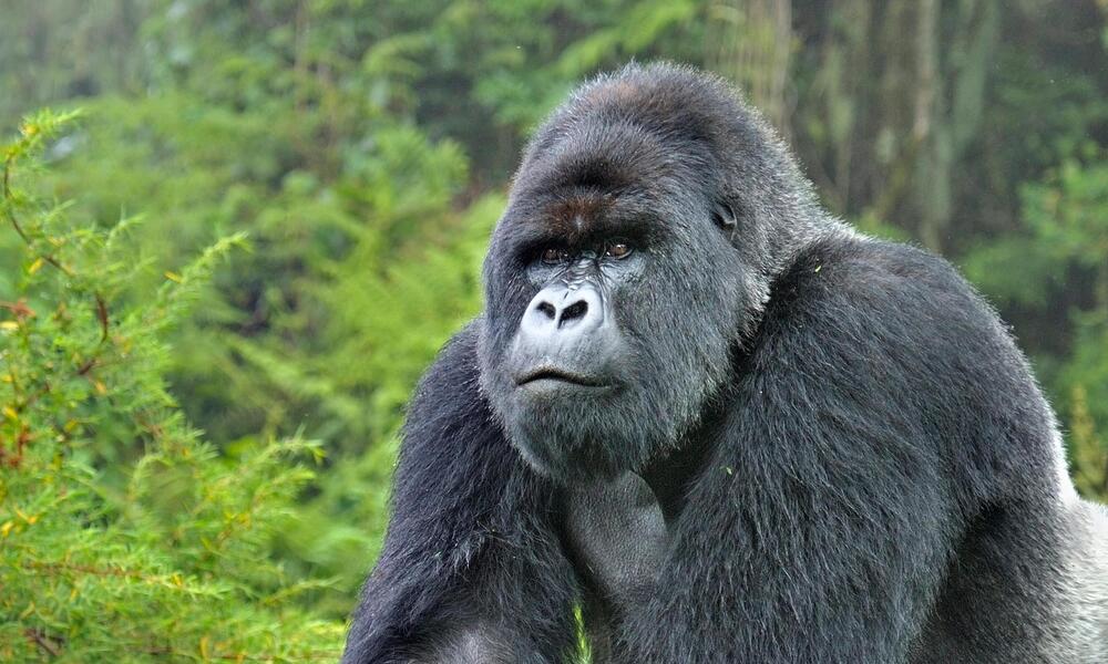 Gorilla Trekking in Rwanda