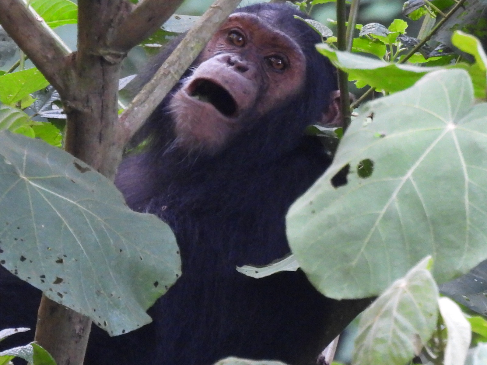 Sabyinyo Silverback Lodge