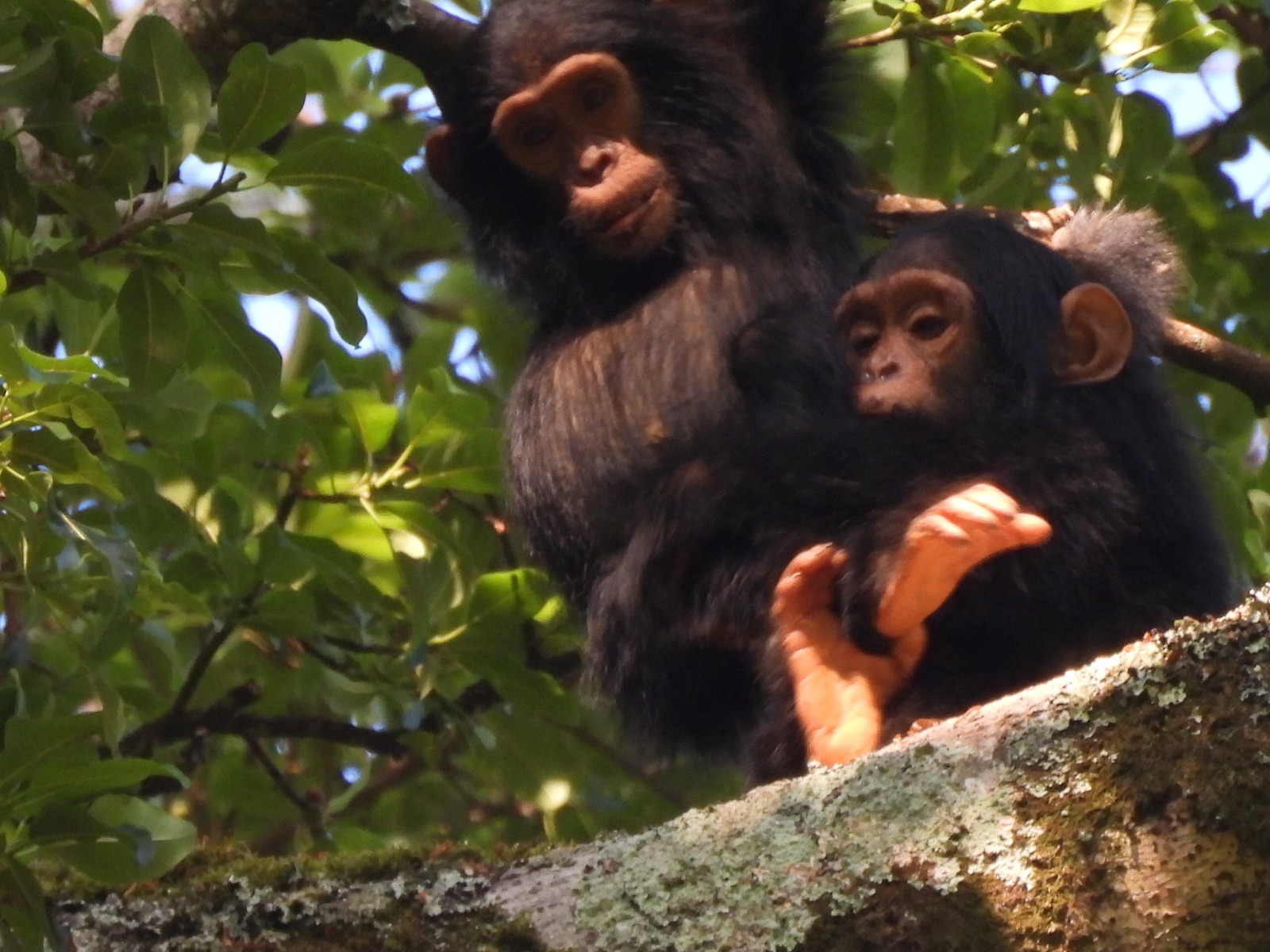 Virunga Lodge