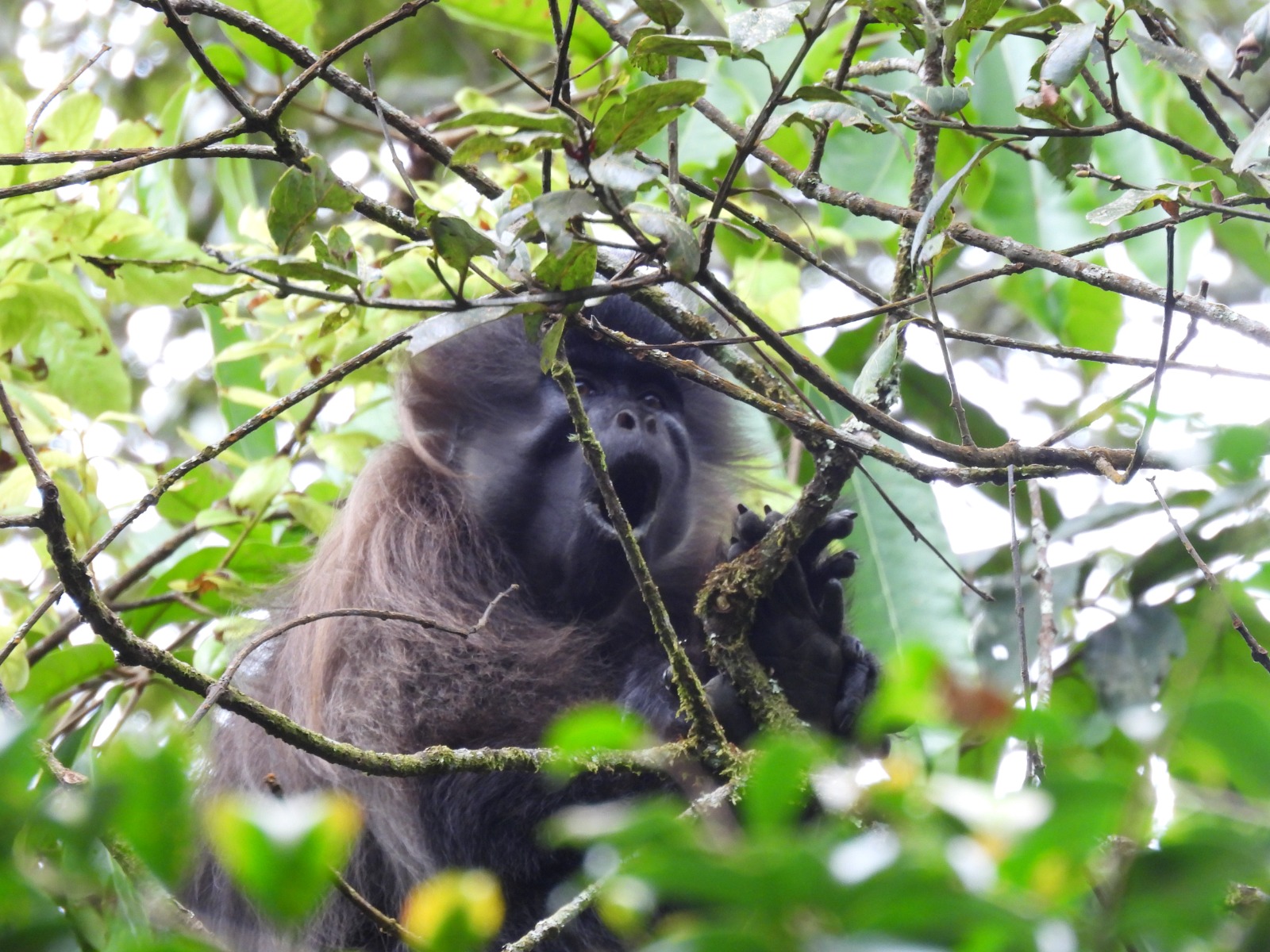 Da Vinci Gorilla Lodge
